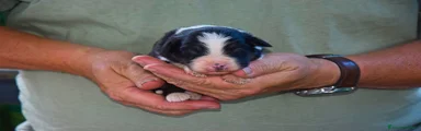 Australian Shepherd 4