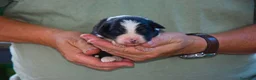 Australian Shepherd cani in vendita: Cuccioli di pastore australiano  - Annuncio 2