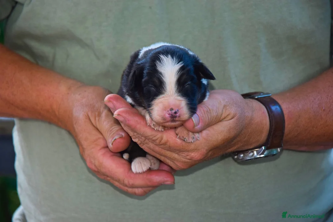 Australian Shepherd cani in vendita: Cuccioli di pastore australiano  - Annuncio 2