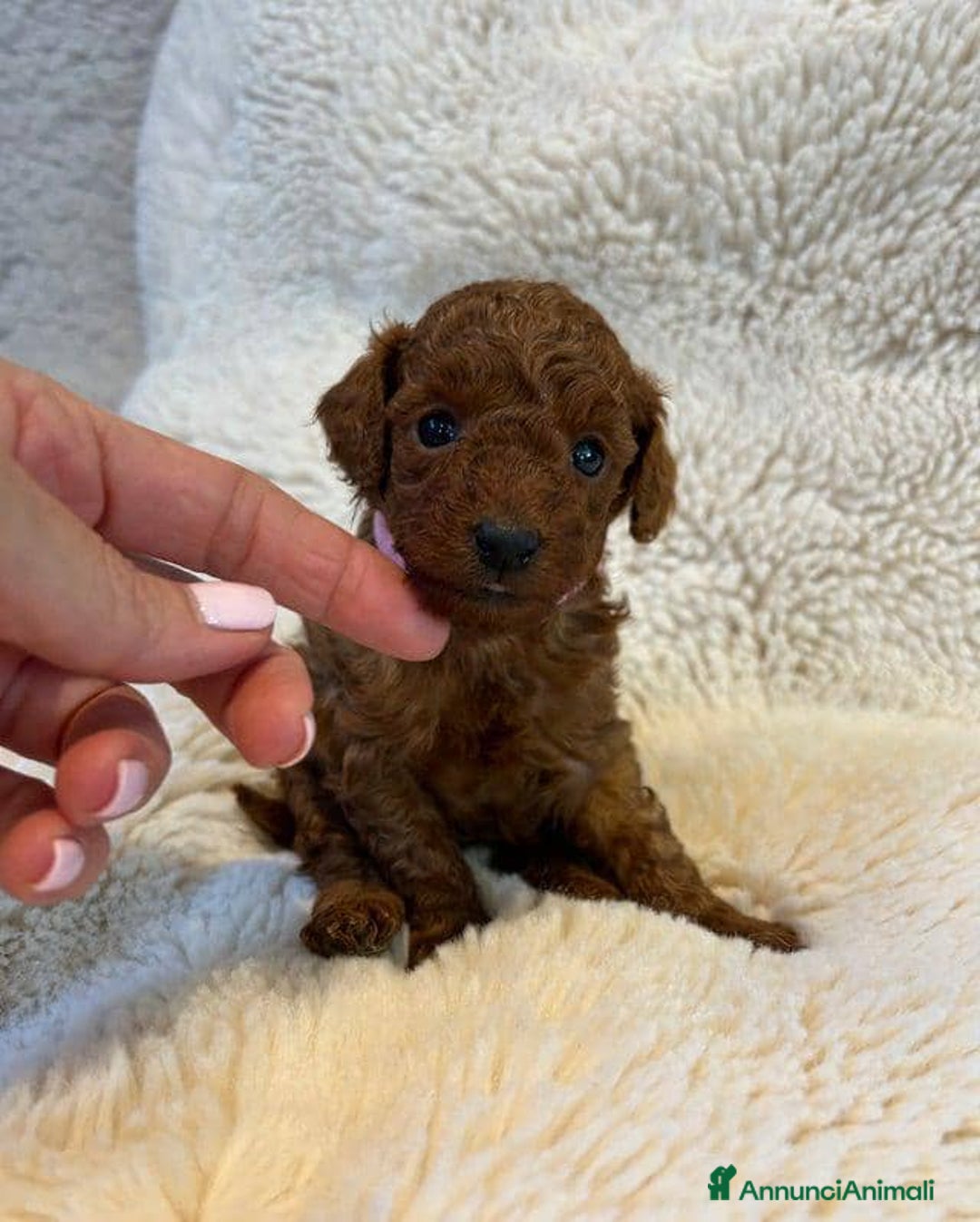 Barboncino Toy cani in vendita: Cuccioli di barboncino toy rossi - Annuncio 5