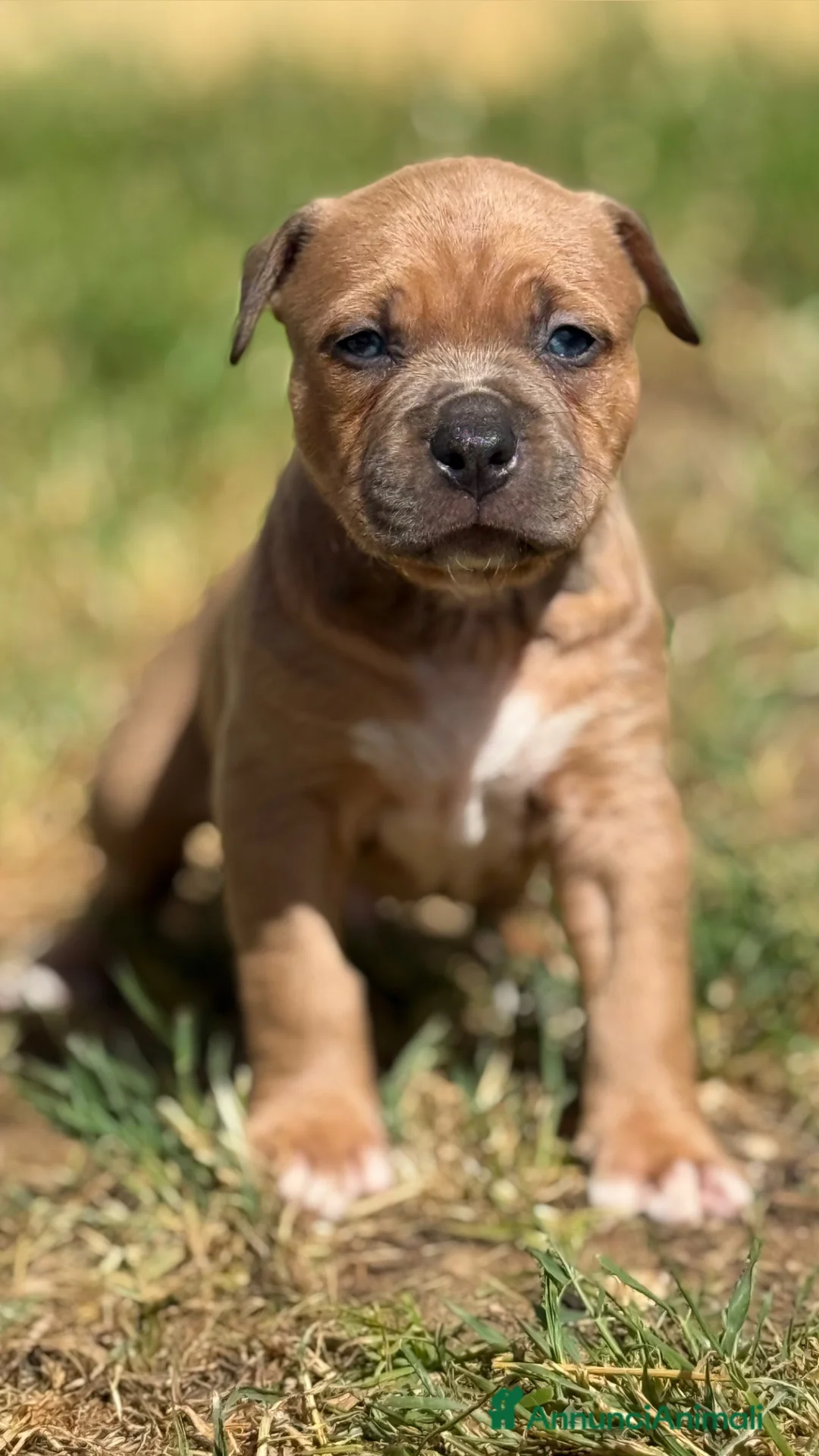 American Staffordshire cani in vendita: Amstaff cuccioli Blu Fawn  - Annuncio 7