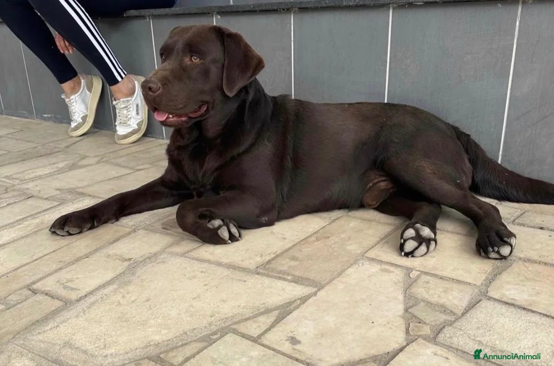Labrador cani in vendita: Cuccioli di Labrador Choco  - Annuncio 2