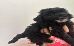 Barboncino cani in vendita: Barboncino Nano Femmina in cerca di amore - Immagine 2