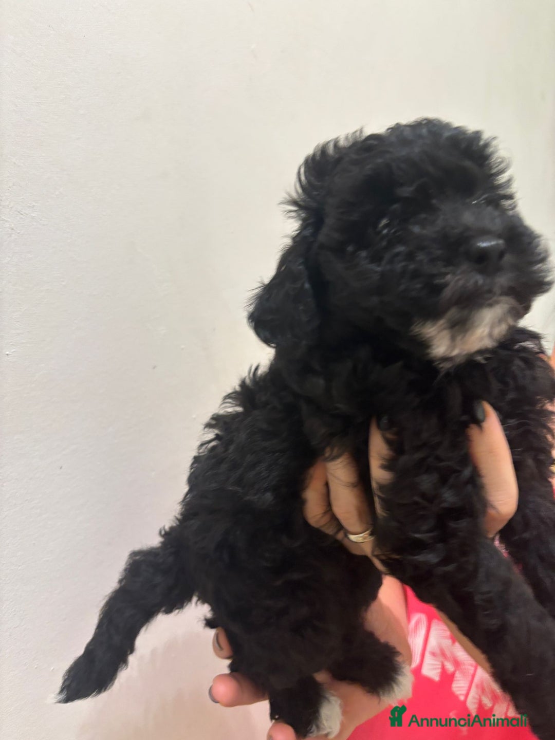 Barboncino cani in vendita: Barboncino Nano Femmina in cerca di amore - Immagine 2