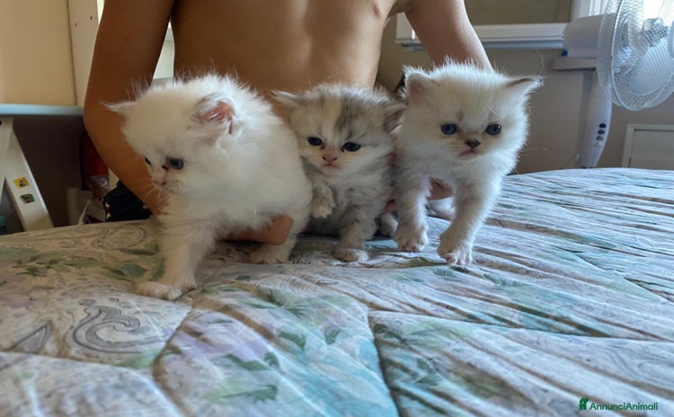Persiano gatti a Provincia di Reggio Emilia - Annuncio 4