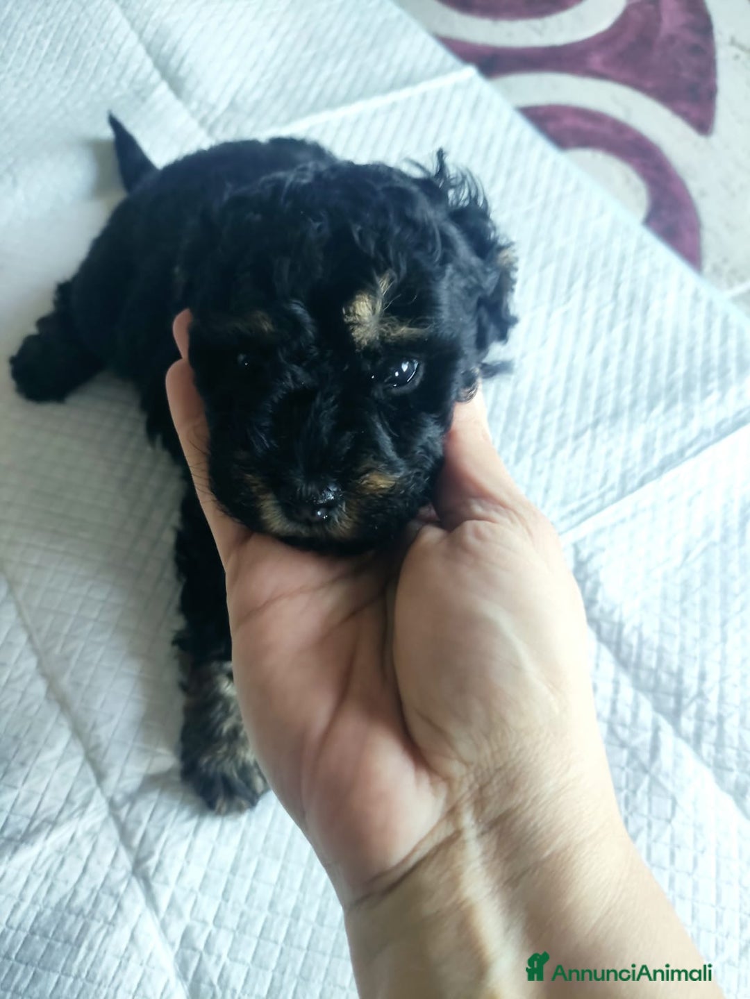 Barboncino Toy cani in vendita: Barboncino Toy Phantom  - Annuncio 2