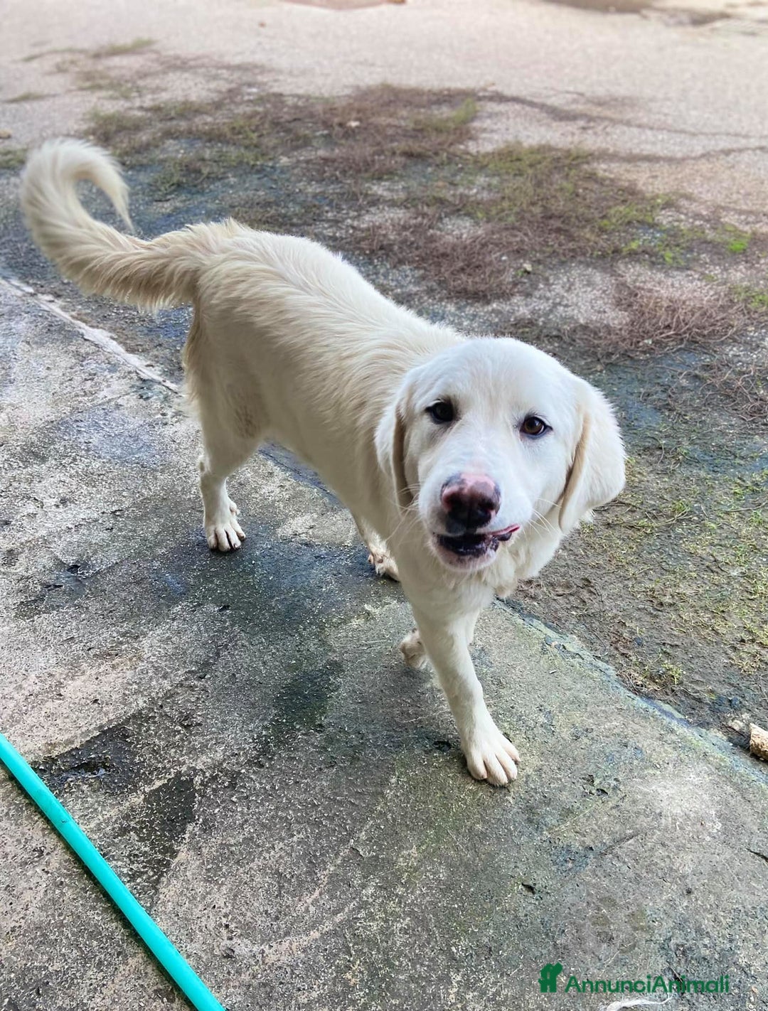 Meticcio cani in regalo: MEREDITH, cucciolona infinitamente dolce - Annuncio 2