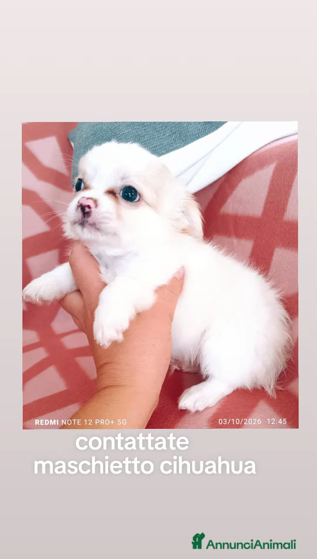 Chihuahua cani in vendita: Bellissimo cihuahua  - Annuncio 1