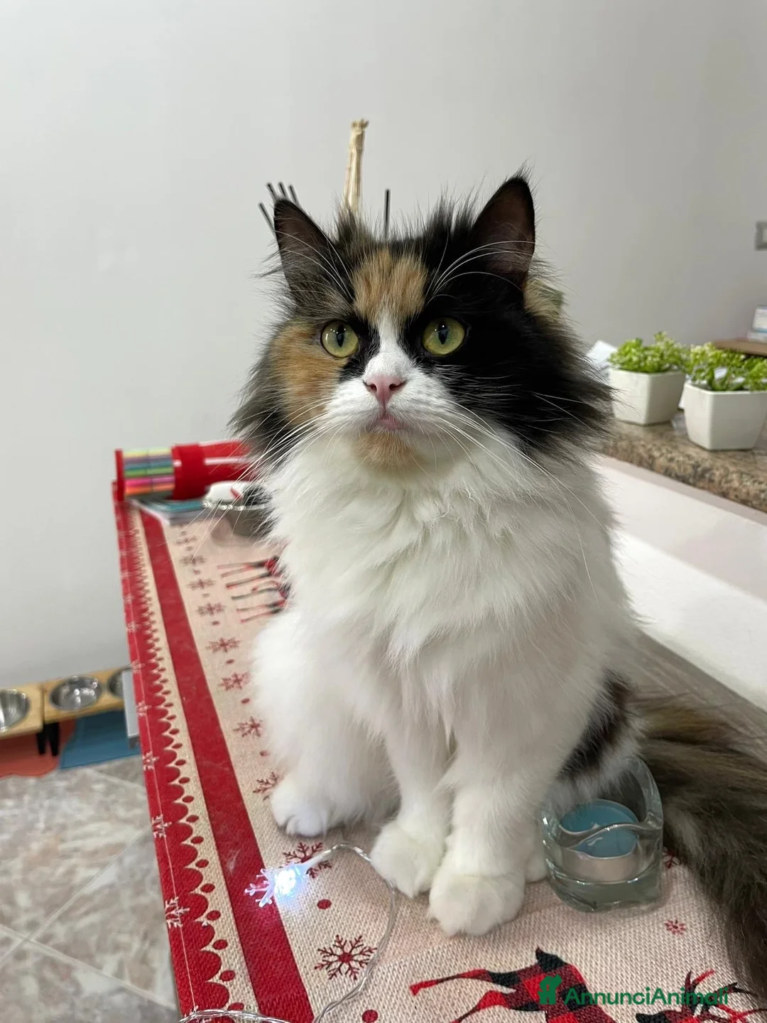Persiano gatti in vendita: Disponibili  cuccioli di Persiano Doll Face - Annuncio 1