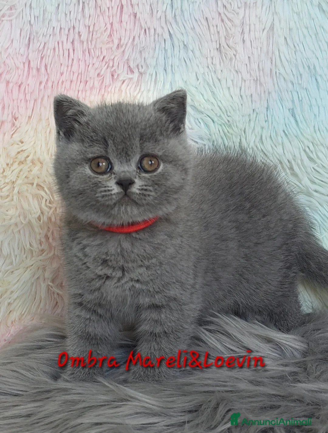 British gatti in vendita: British shorthair femmine - Annuncio 14