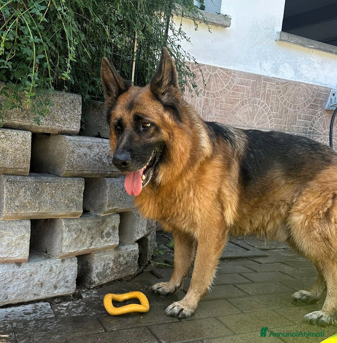 Pastore Tedesco cani in regalo: IBRA PASTORE TEDESCO - Immagine 2