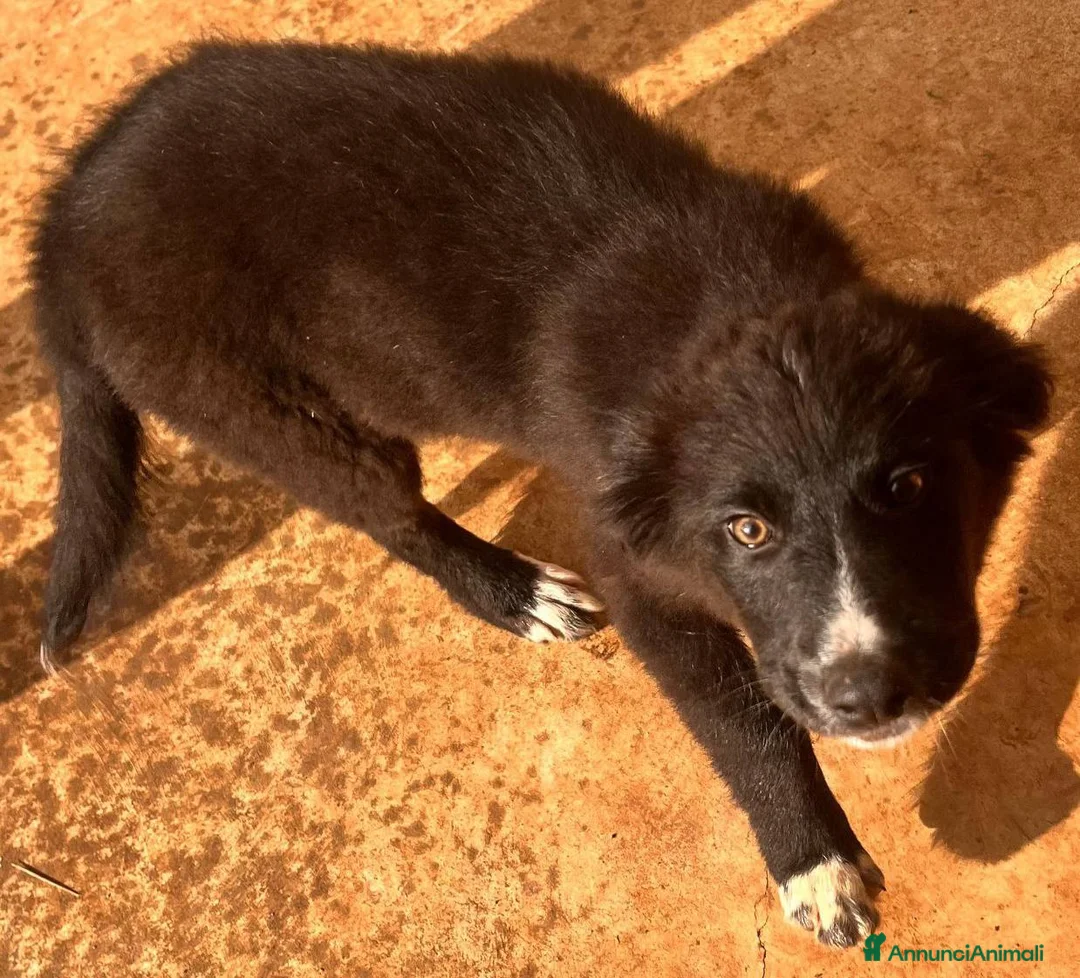 Meticcio cani in regalo: Cuccioli irresistibili in adozione - Annuncio 5