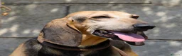 Segugio cani in regalo: Pippo dolcissimo segugio in adozione  - Annuncio 1