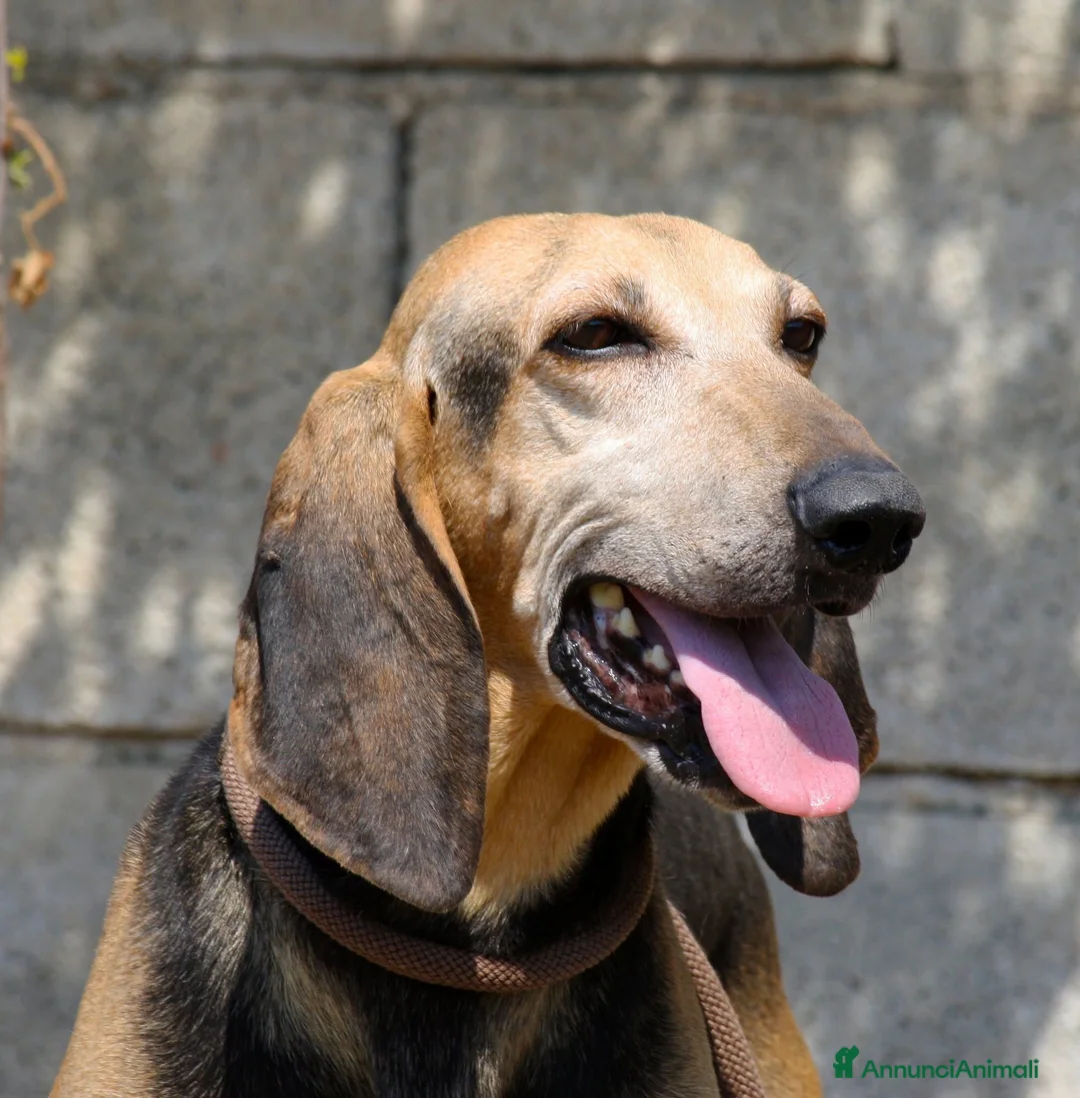 Segugio cani in regalo: Pippo dolcissimo segugio in adozione  - Annuncio 1
