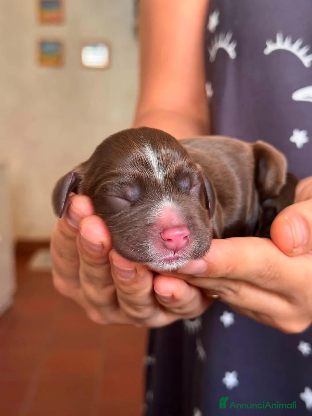 Cocker cani in vendita: Bellissimi cuccioli di English Cocker Spaniel - Annuncio 13