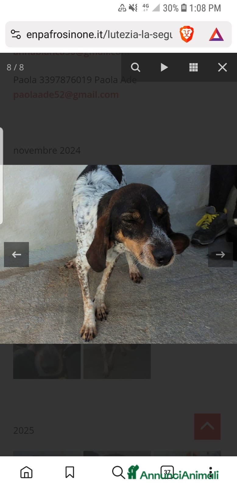 Segugio cani ADOZ.DEL CUORE: cacciatore di m** come sempre… - Annuncio 2