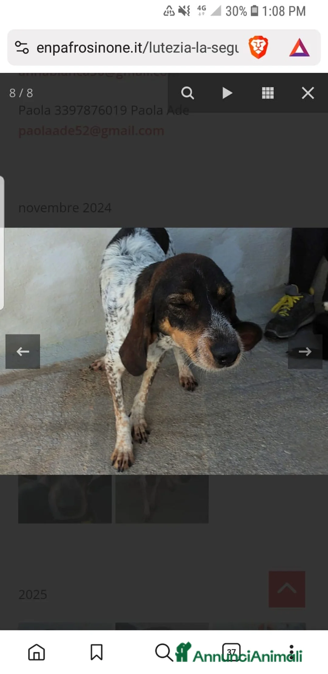 Segugio cani in regalo: ADOZ.DEL CUORE: cacciatore di m** come sempre… - Annuncio 2