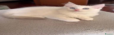 Ragdoll 2