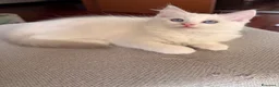 Ragdoll gatti in vendita: Cuccioli Ragdoll Udine - Annuncio 5