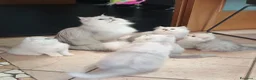 Persiano gatti in vendita: Gattini Persiani Chinchillà  - Annuncio 3