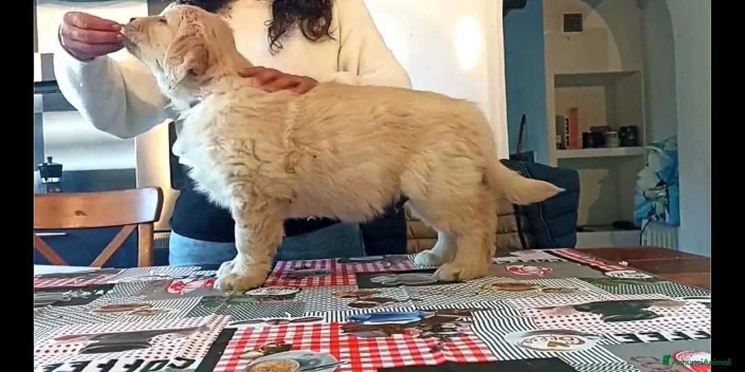 Immagine della galleria {{count}}