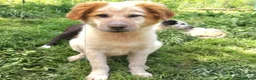 Meticcio cani in regalo: UNA MAMMA PER BISCOTTO a Provincia di Varese - Annuncio 2