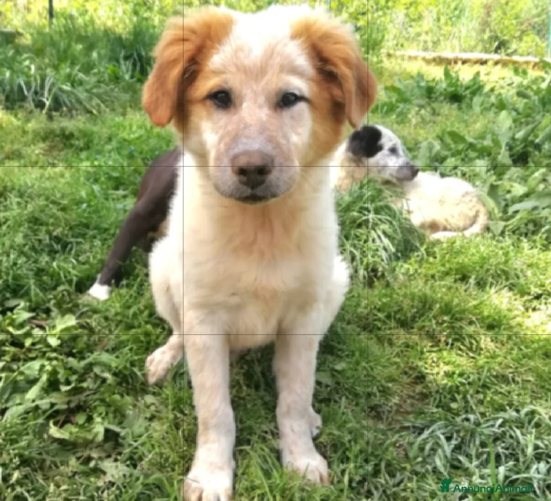 Meticcio cani in regalo: UNA MAMMA PER BISCOTTO a Provincia di Varese - Annuncio 2