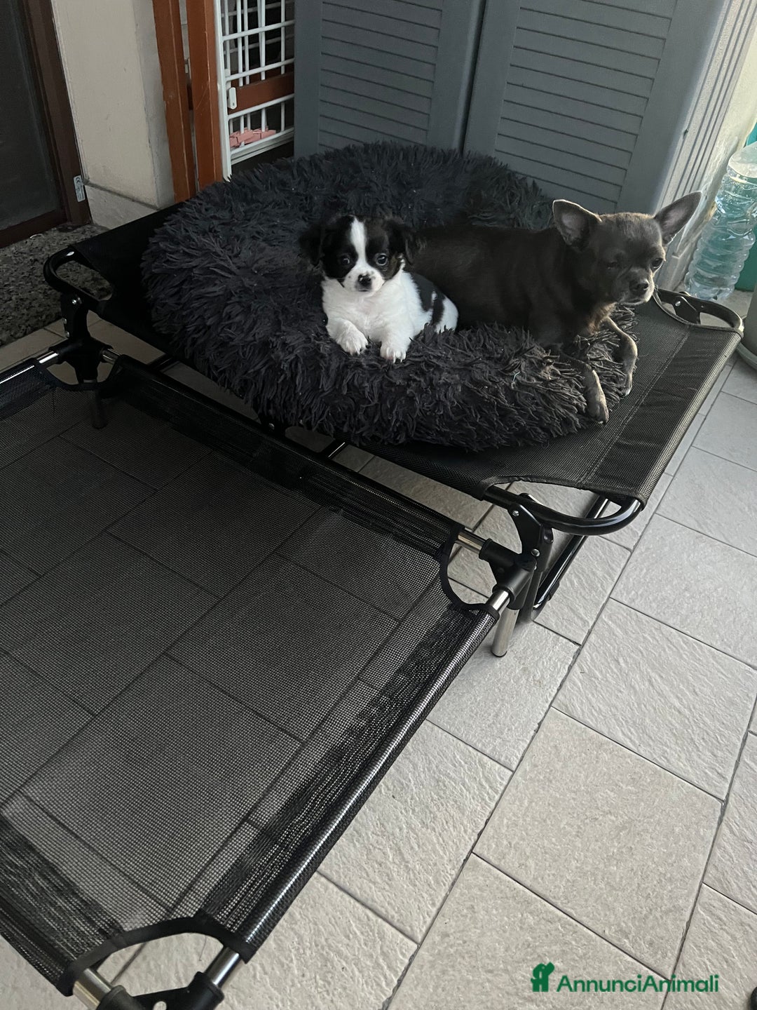 Chihuahua cani in vendita: Femmina pedigree pelo lungo a Provincia di Reggio Emilia - Immagine 9