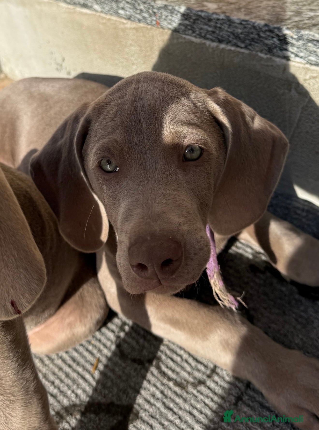 Weimaraner cani Ultima femmina di weimaraner con pedigree Enci - Annuncio 2