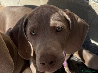 Weimaraner cani Ultima femmina di weimaraner con pedigree Enci - Annuncio 2