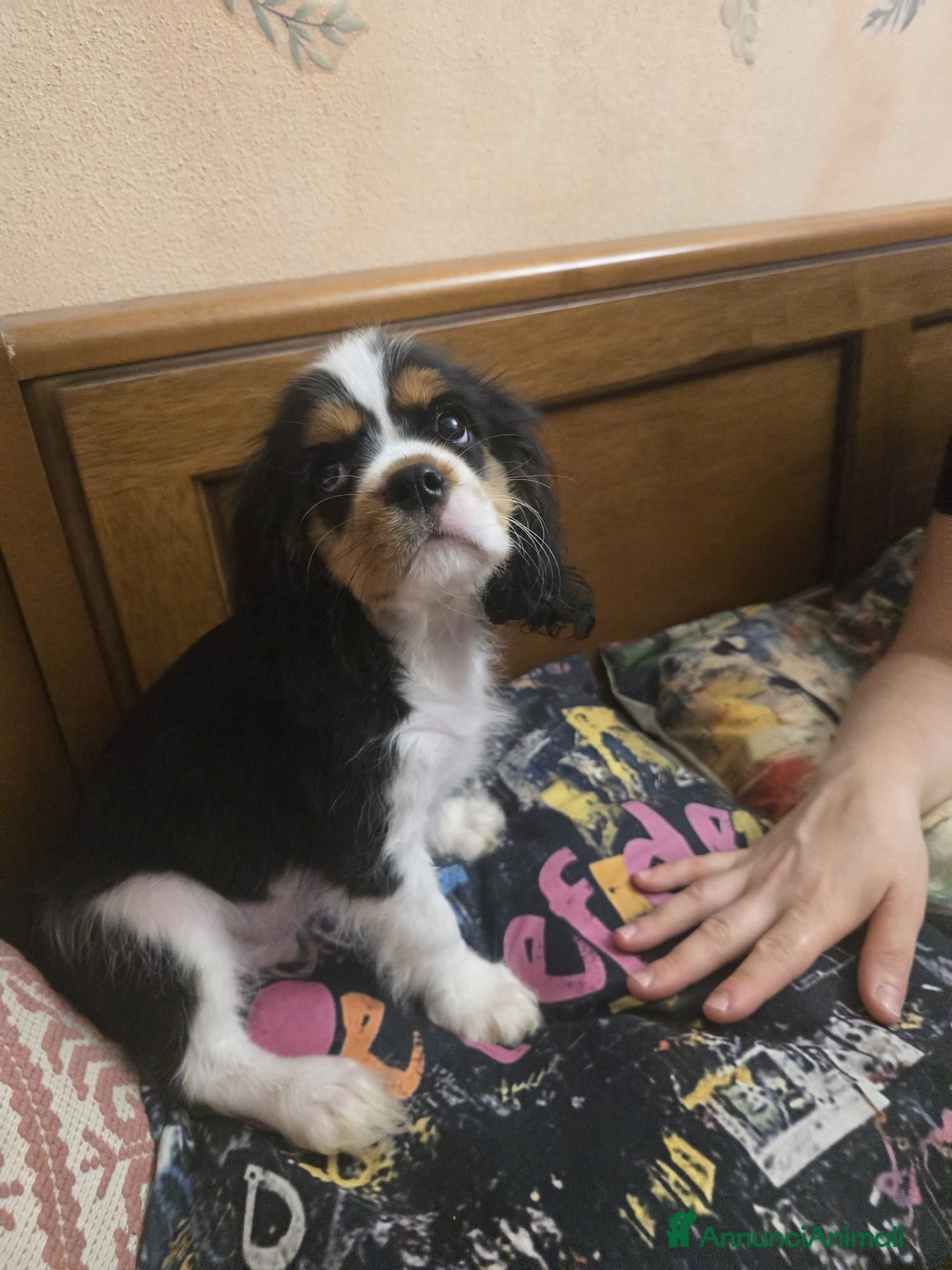 Cavalier King cani Cuccioli Cavalier King PEDIGREE CERTIFICAZIONI  - Annuncio 24
