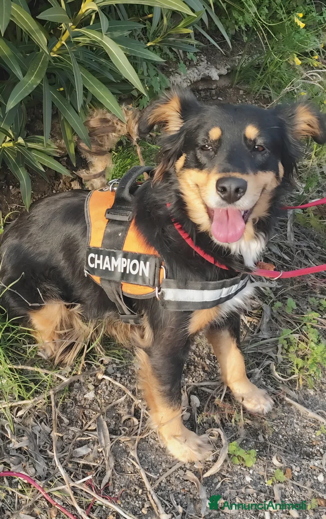 Meticcio cani in regalo: ZARA cagnolina taglia media - Annuncio 3