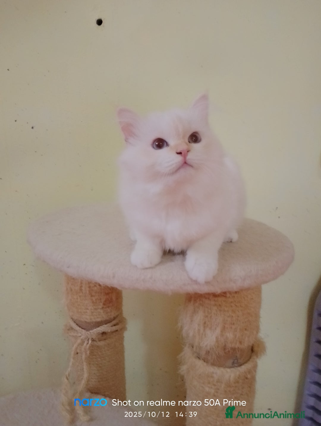 Sacro di Birmania gatti in vendita: Cucciolo sacro di birmania - Annuncio 4