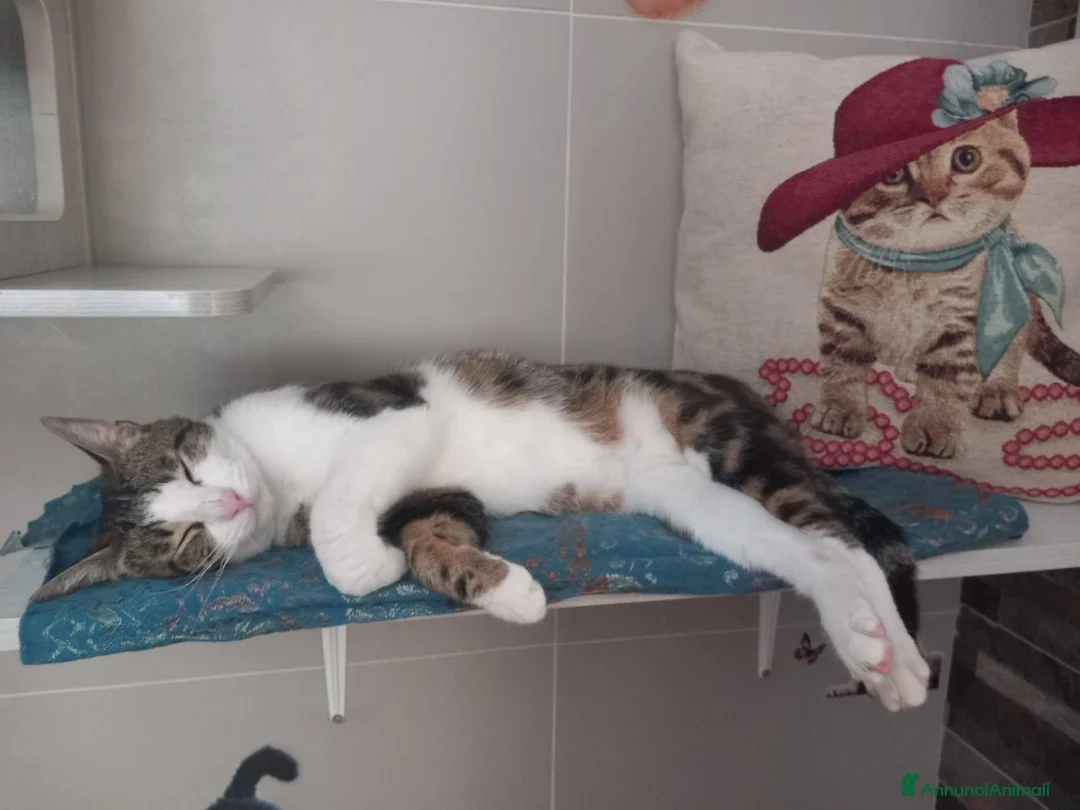 Europeo gatti in regalo: MICKY, tenero micino da adottare! - Annuncio 5