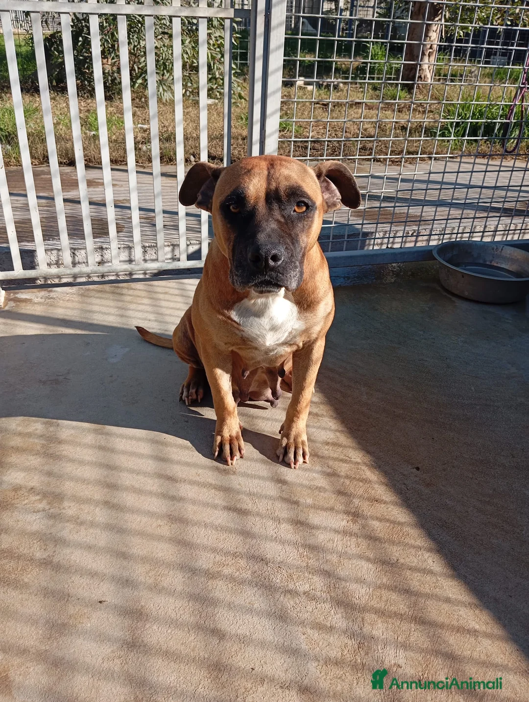 Meticcio cani in regalo: Zoe, mix pittbull/boxer!  - Annuncio 4