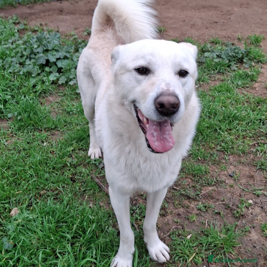 Meticcio cani SHERLOCK💙-dolce, giocoso nessuno chiama per lui🥲 - Annuncio 2