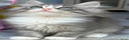 Siberiano gatti in vendita: cucciolo di gatto siberiano ipoallergico  - Annuncio 10