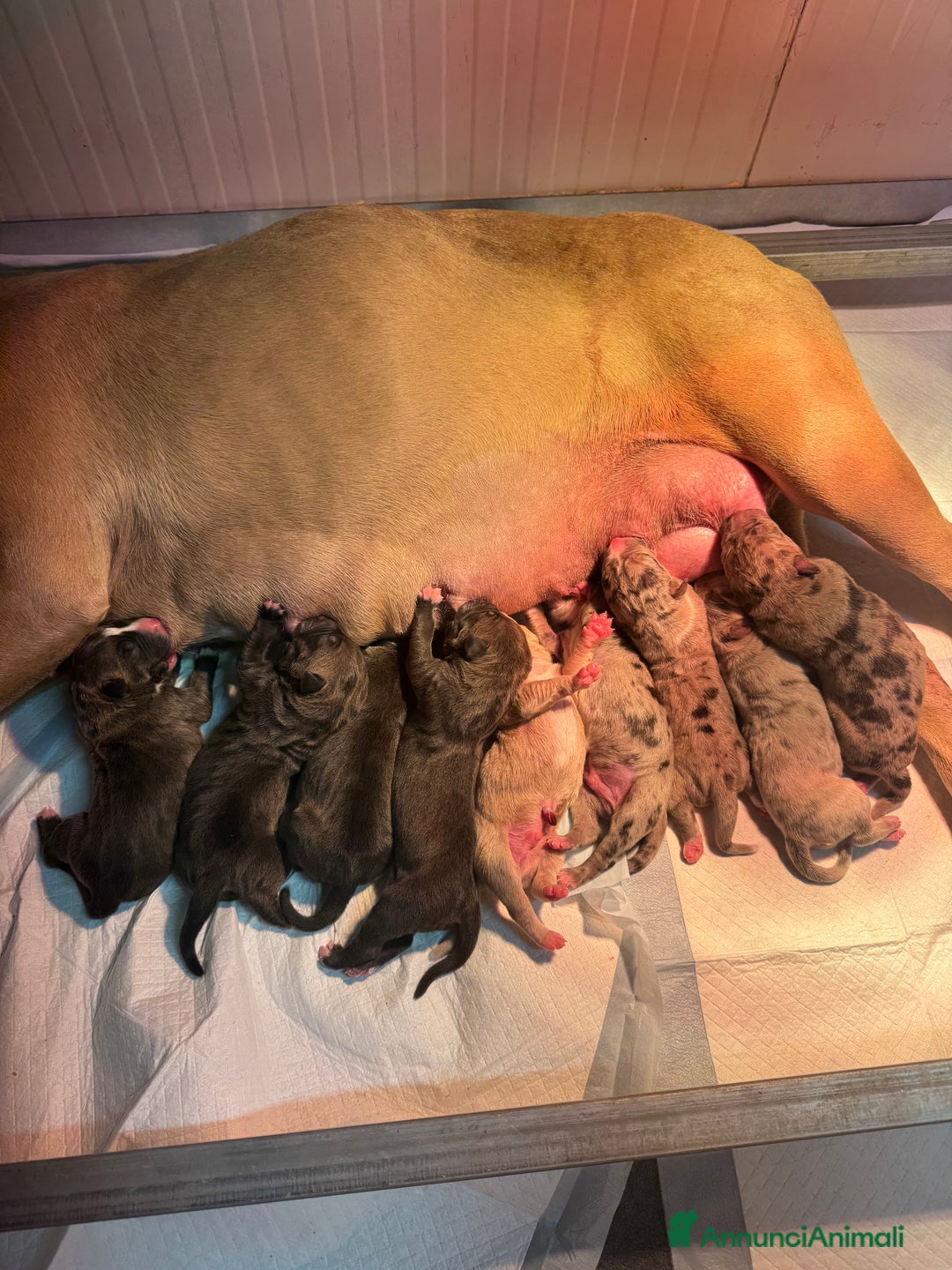 American Bully cani in vendita: Cuccioli American Bully XXL  a Provincia di Lecco - Immagine 13