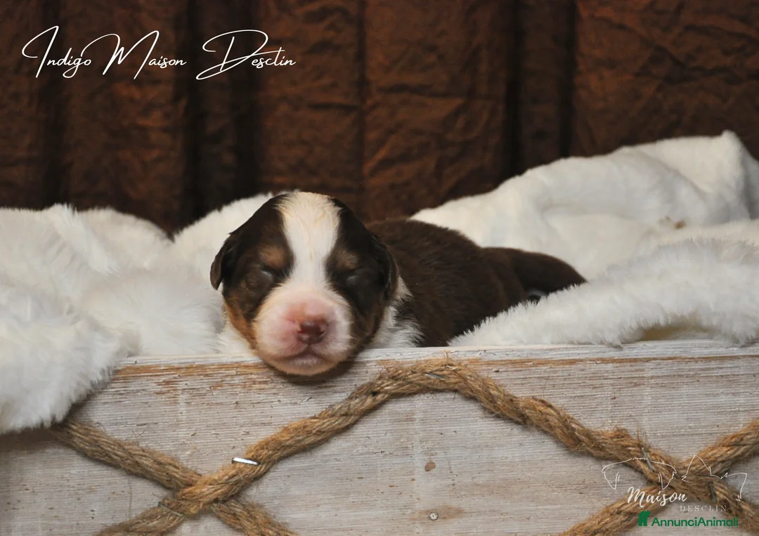 Australian Shepherd cani in vendita: Cuccioli Pastore australiano  - Annuncio 5