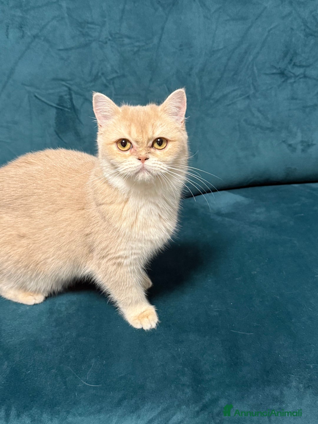 British gatti in vendita: British lilac Golden  - Annuncio 2