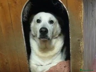 Meticcio cani Biancone 8anni kg30 UNA VITA SOFFERTA!! LECCO HELP a Città metropolitana di Milano - Annuncio 6