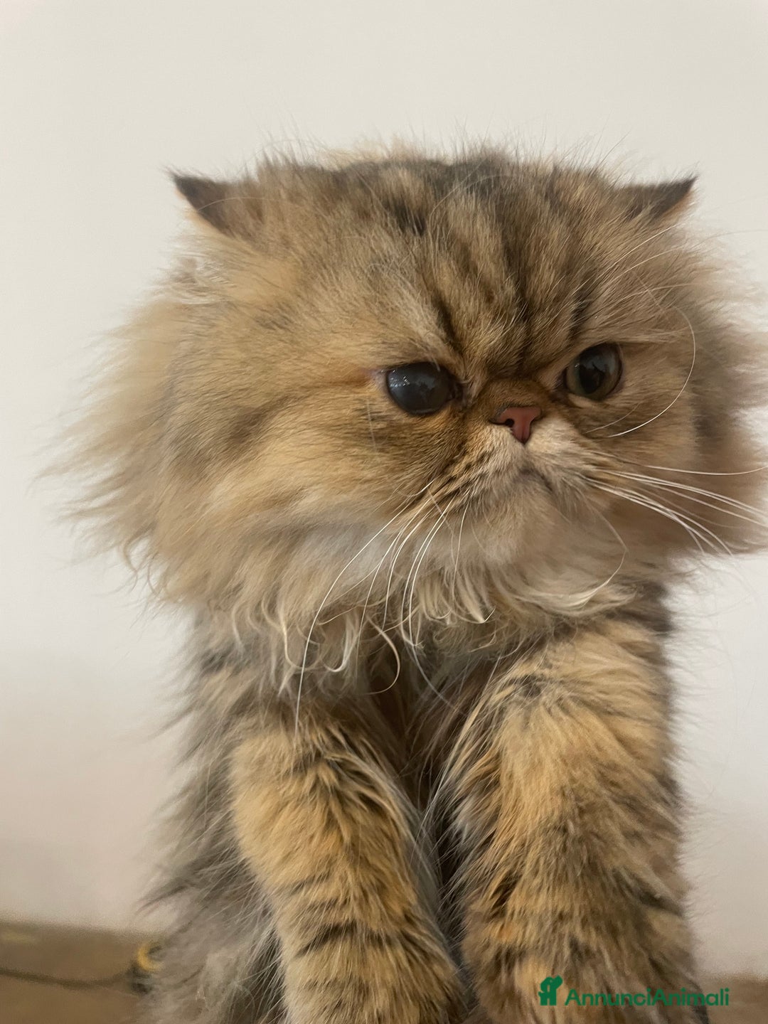 Persiano gatti in vendita: gatto persiano golden shaded con pedigree - Annuncio 5