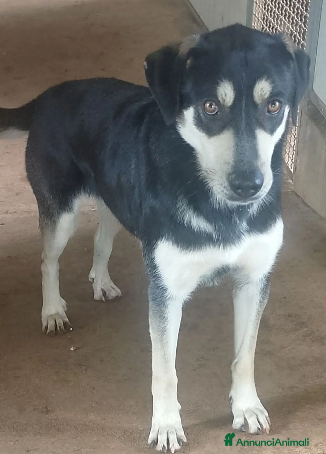 Meticcio cani in regalo: Kevin magnifico cucciolone a Città Metropolitana di Bologna - Annuncio 1