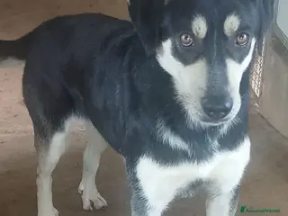 Meticcio cani Kevin magnifico cucciolone - Annuncio 1