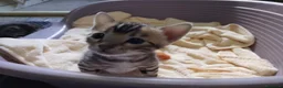 Bengala gatti in vendita: Cucciolina bengala per Natale - Annuncio 4