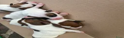 Jack Russell cani in vendita: Cuccioli di Jack Russell a Provincia di Teramo - Annuncio 4