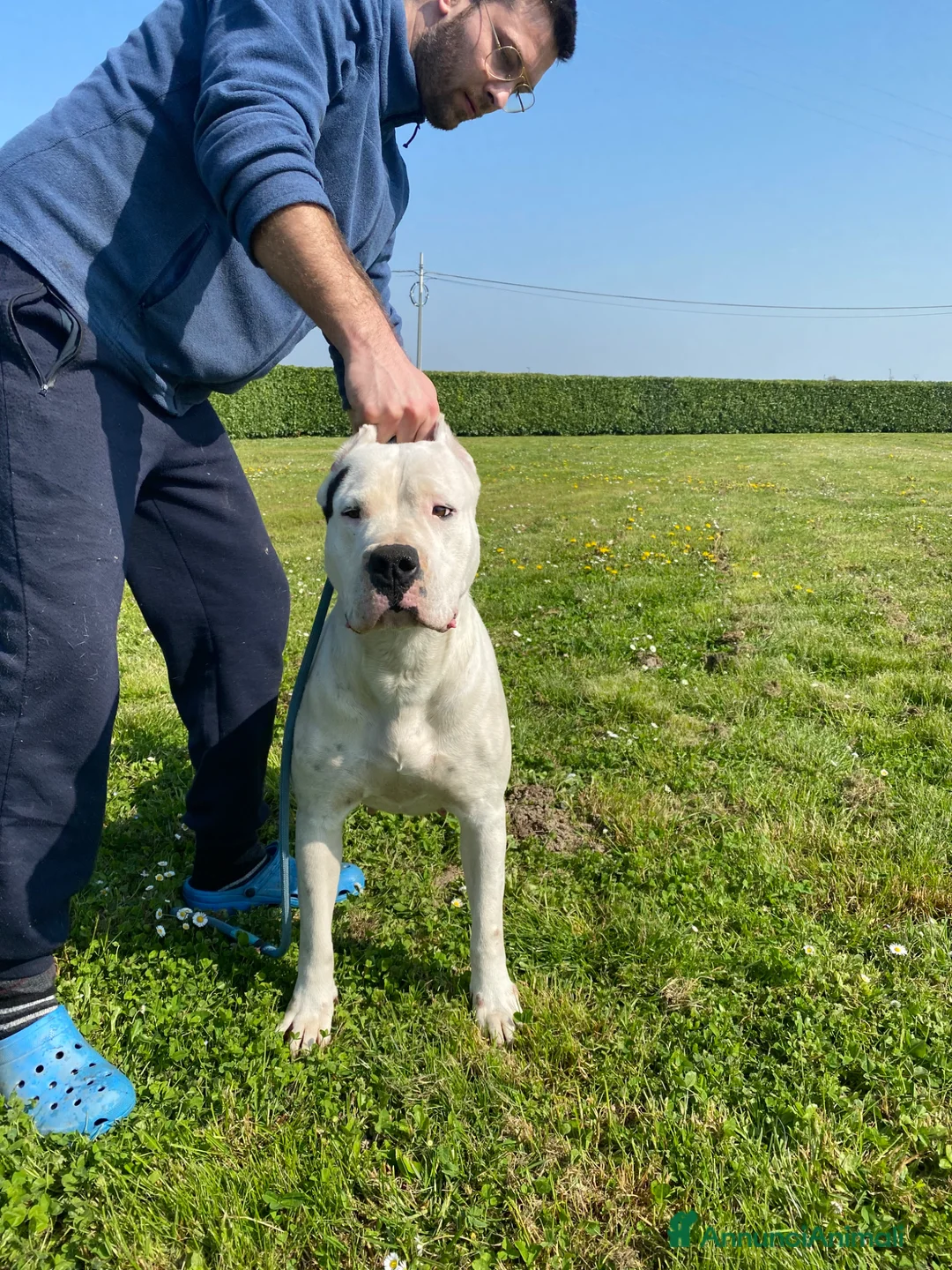 Dogo Argentino cani in vendita: CUCCIOLI DOGO ARGENTINO a Provincia di Verona - Annuncio 2