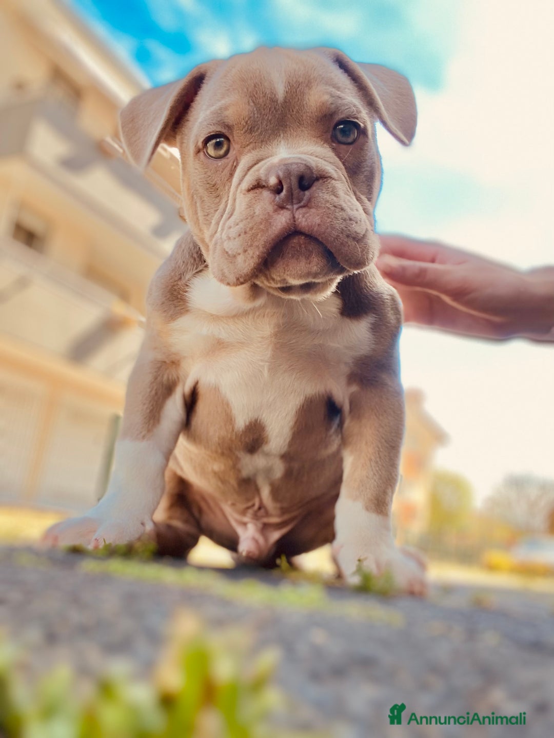 Altre razze cani in regalo: cane di nome Tyson - Annuncio 8