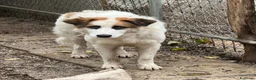 Meticcio cani in regalo: Sofia: amichevole e tranquilla, dolce con tutti  - Annuncio 11