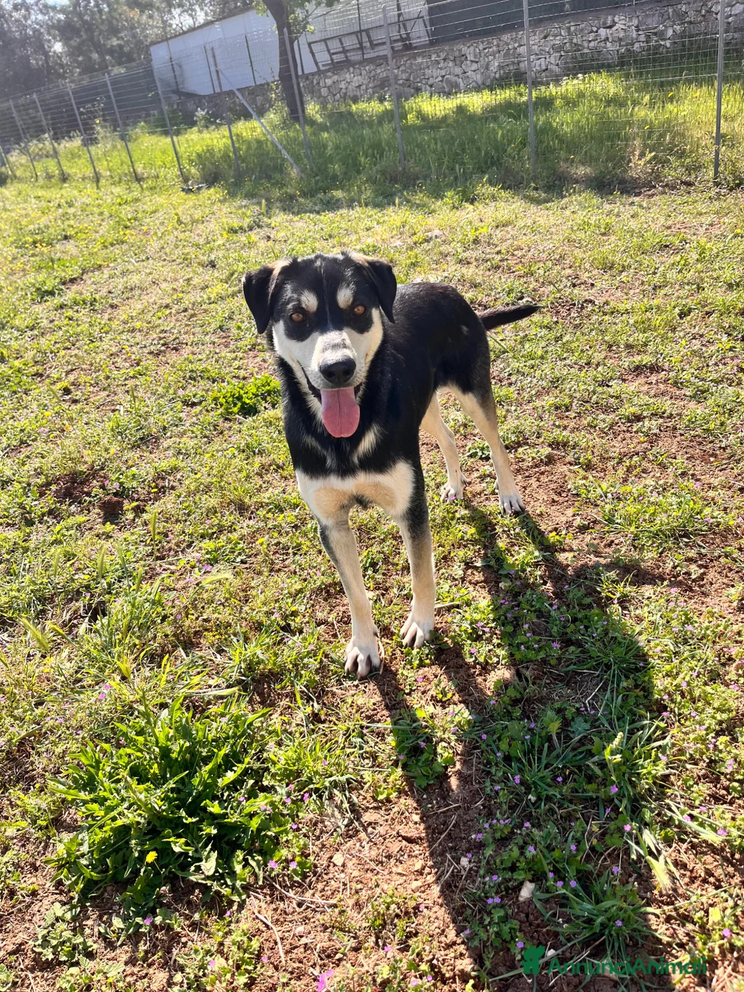 Meticcio cani in regalo: Kevin - Annuncio 2